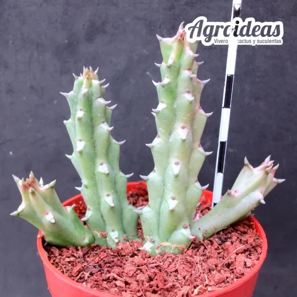 Huernia erectiloba - Imagen 2