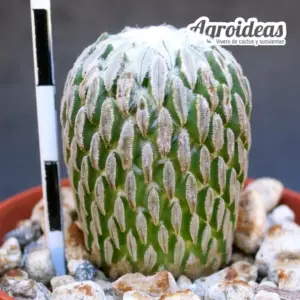 Pelecyphora aselliformis