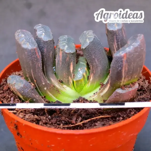 Haworthia hakuun "Variegata" - Imagen 2
