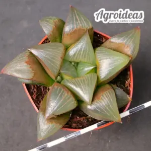 Haworthia cv. Ruby Star