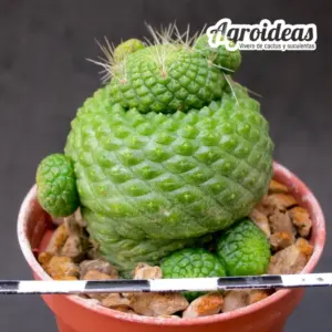 Rebutia krainziana f. nuda