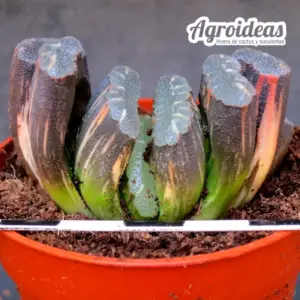 Haworthia hakuun "Variegata"
