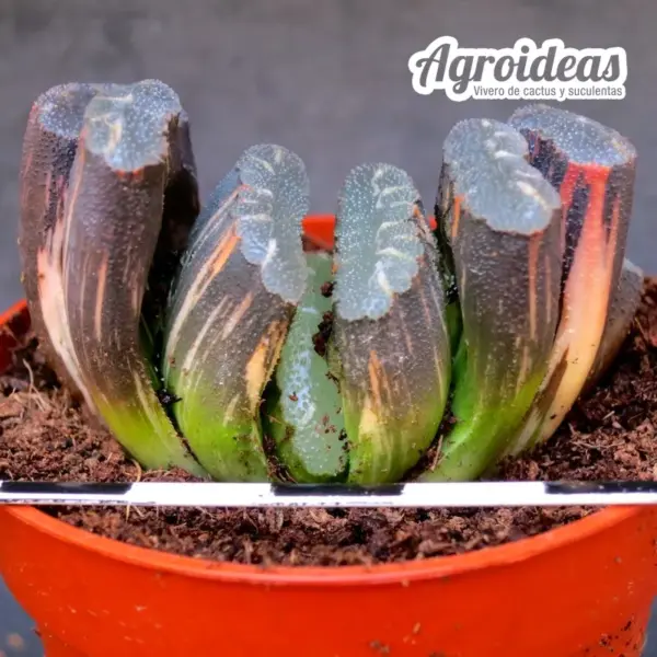 Haworthia hakuun "Variegata"