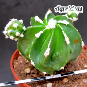 Astrophytum myriostigma "Hakujo & Huboki"