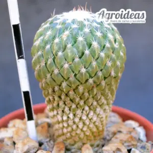 Pelecyphora strobiliformis