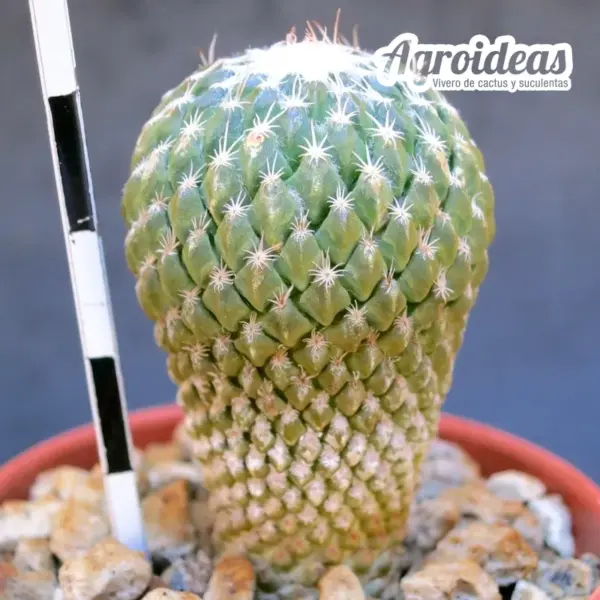 Pelecyphora strobiliformis