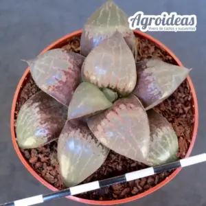 Haworthia "Springtoniana"