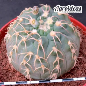 Gymnocalycium X triacanthum "fr. tortuosa" M-Ø11cm
