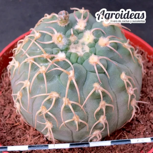 Gymnocalycium X triacanthum "fr. tortuosa" M-Ø11cm