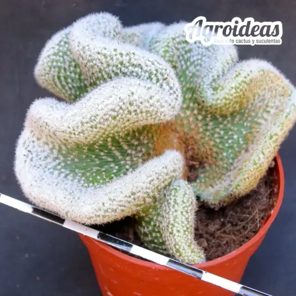 Lobivia albolanata "cristata"