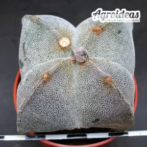 Astrophytum myriostigma var. quadricostatum