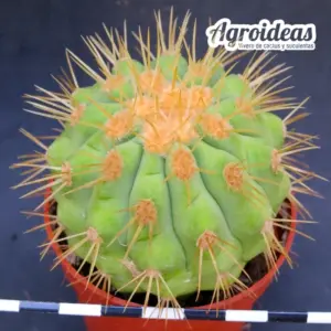 Copiapoa haseltoniana