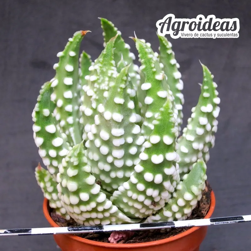 Haworthia pumila "Selección"