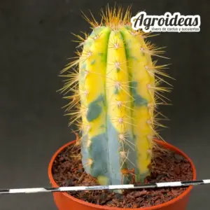 Pilosocereus azureus "variegata"