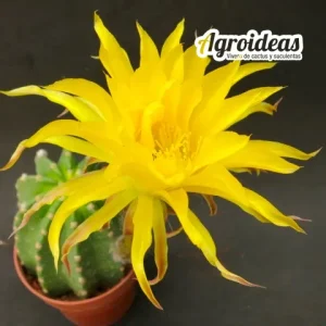 Trichocereus papageno "Flor amarilla"