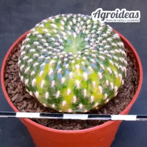 Sulcorebutia arenacea «Variegata»