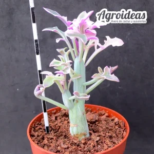 Senecio articulatus "variegata"