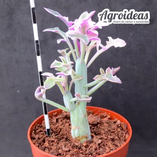 Senecio articulatus "variegata"