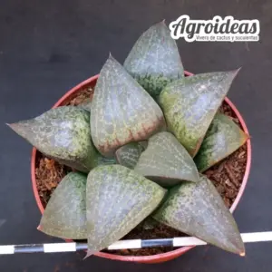 Haworthia emelyae var. comptoniana JDV998