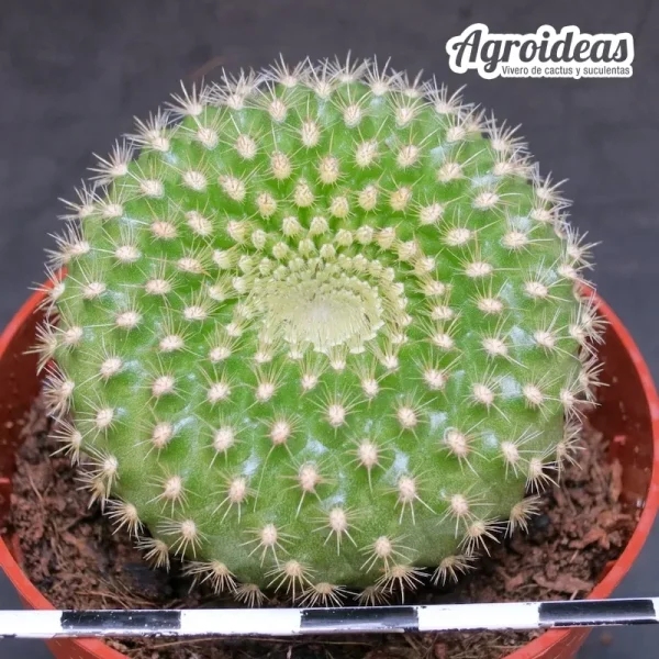 Parodia haselbergii subs. graessneri - Imagen 2