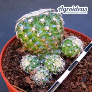 Discocactus buenekeri