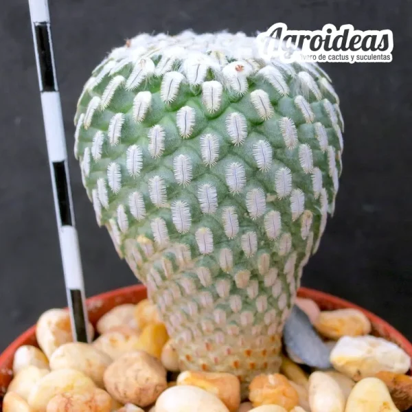 Turbinicarpus pseudopectinatus "selección"