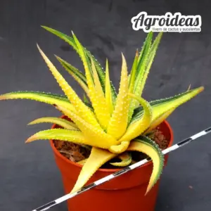 Haworthia fasciata "variegata"