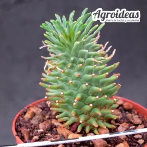 Euphorbia hypogaea