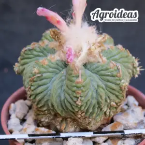 Aztekium ritterii