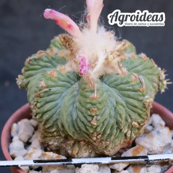 Aztekium ritterii