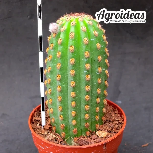 Borzicactus Aureispina - Imagen 2