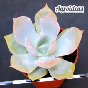 Echeveria colorata "Mexican giant" X "Crispate beauty"