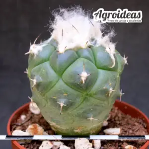 Turbinicarpus lophophoroides