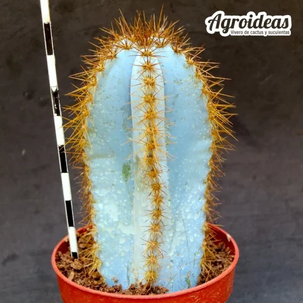 Pilosocereus magnificus "Super Blue"