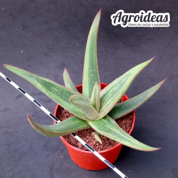 Aloe variegata X castilloniae - Imagen 2