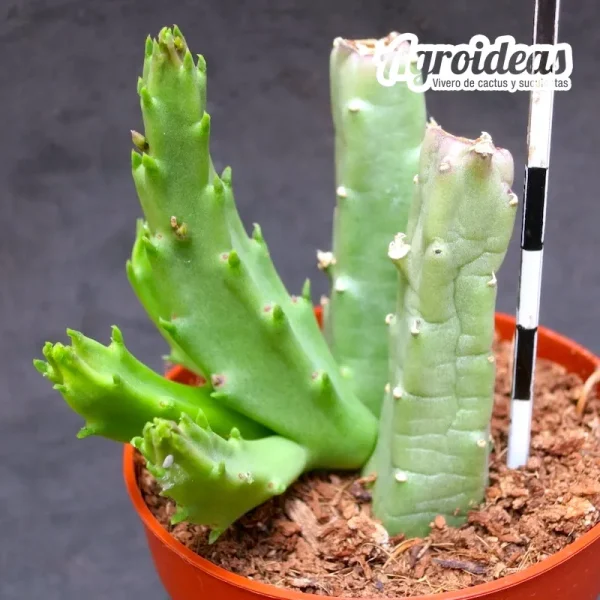 Stapelia flavopurpurea "flor roja" - Imagen 2