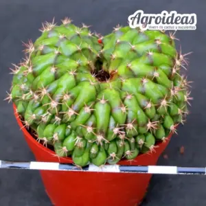 Gymnocalycium anisitsii «cristata»