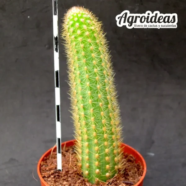Hildewintera "Andree mora" - Imagen 2