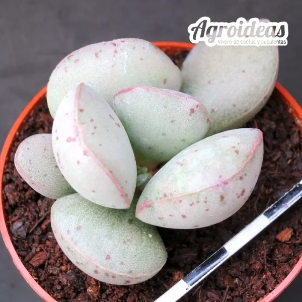 Adromischus hallii “fr. Lorelei”