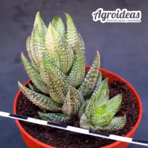 Haworthia coarctata "Reverse variegata"