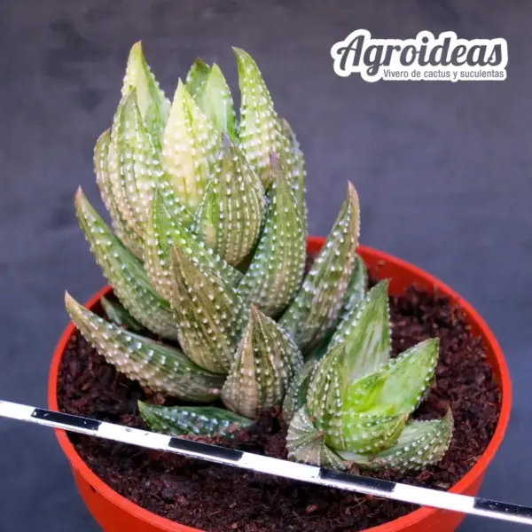 Haworthia coarctata "Reverse variegata"