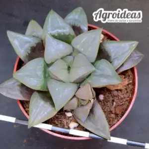 Haworthia mutica "North of Proteum"