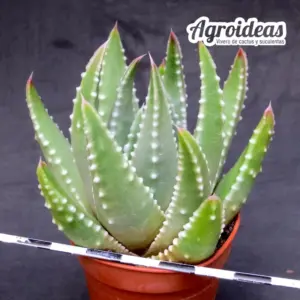 Haworthia marginata X pumila