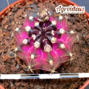 Gymnocalycium mihanowichii «T-Rex»