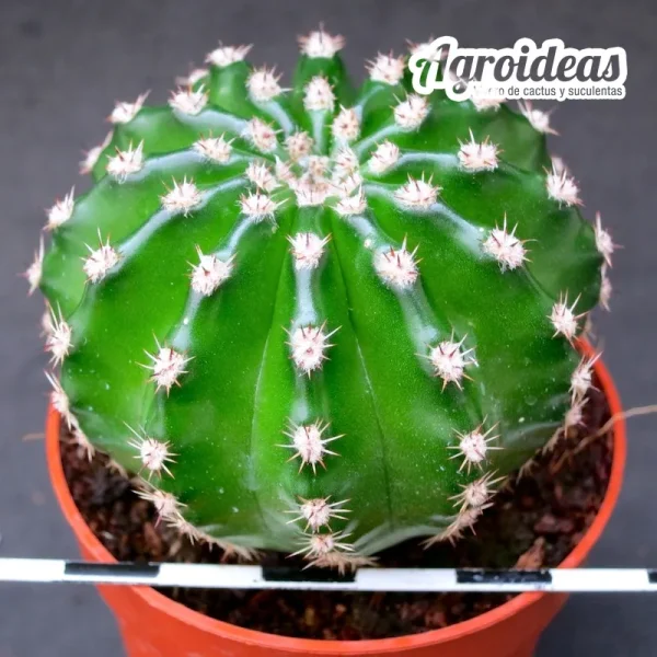 Echinopsis híbrido "Lote X 2" - Imagen 2