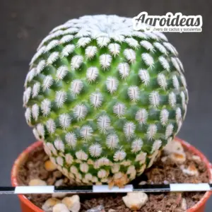 Solisia pectinata "Selección"