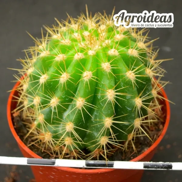 Trichocereus "Orange California" - Imagen 2