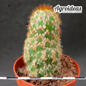 Trichocereus spachianus "monstruoso"