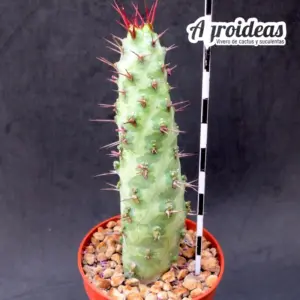 Euphorbia sp. “Cape guardafui”