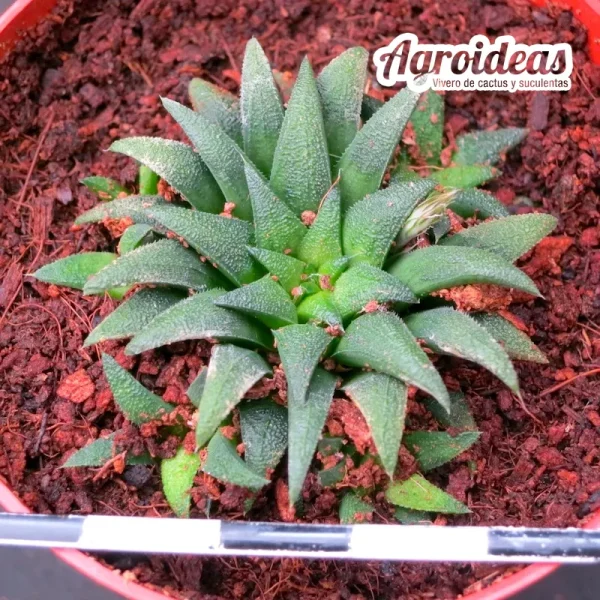 Haworthia parksiana